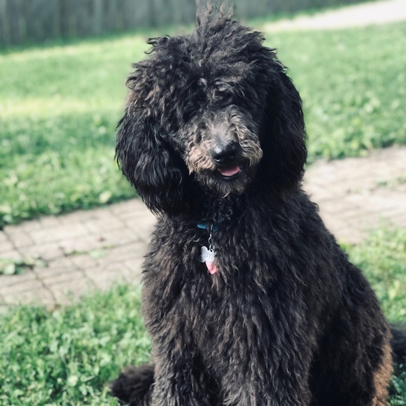 Meet your Posher, Heather - Picture 1 of 1